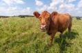 Новую породу коров с высоким надоем молока начали выводить в Беларуси