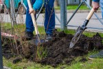 День памяти и скорби: 40 деревьев высадили в Бресте в память о защитниках Родины