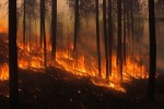 Около 1600 природных пожаров потушили в Беларуси с начала года