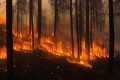 Около 1600 природных пожаров потушили в Беларуси с начала года