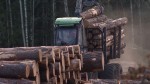 Поваленные ураганом деревья вывезли из лесов в Гомельской области Беларуси