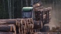 Поваленные ураганом деревья вывезли из лесов в Гомельской области Беларуси