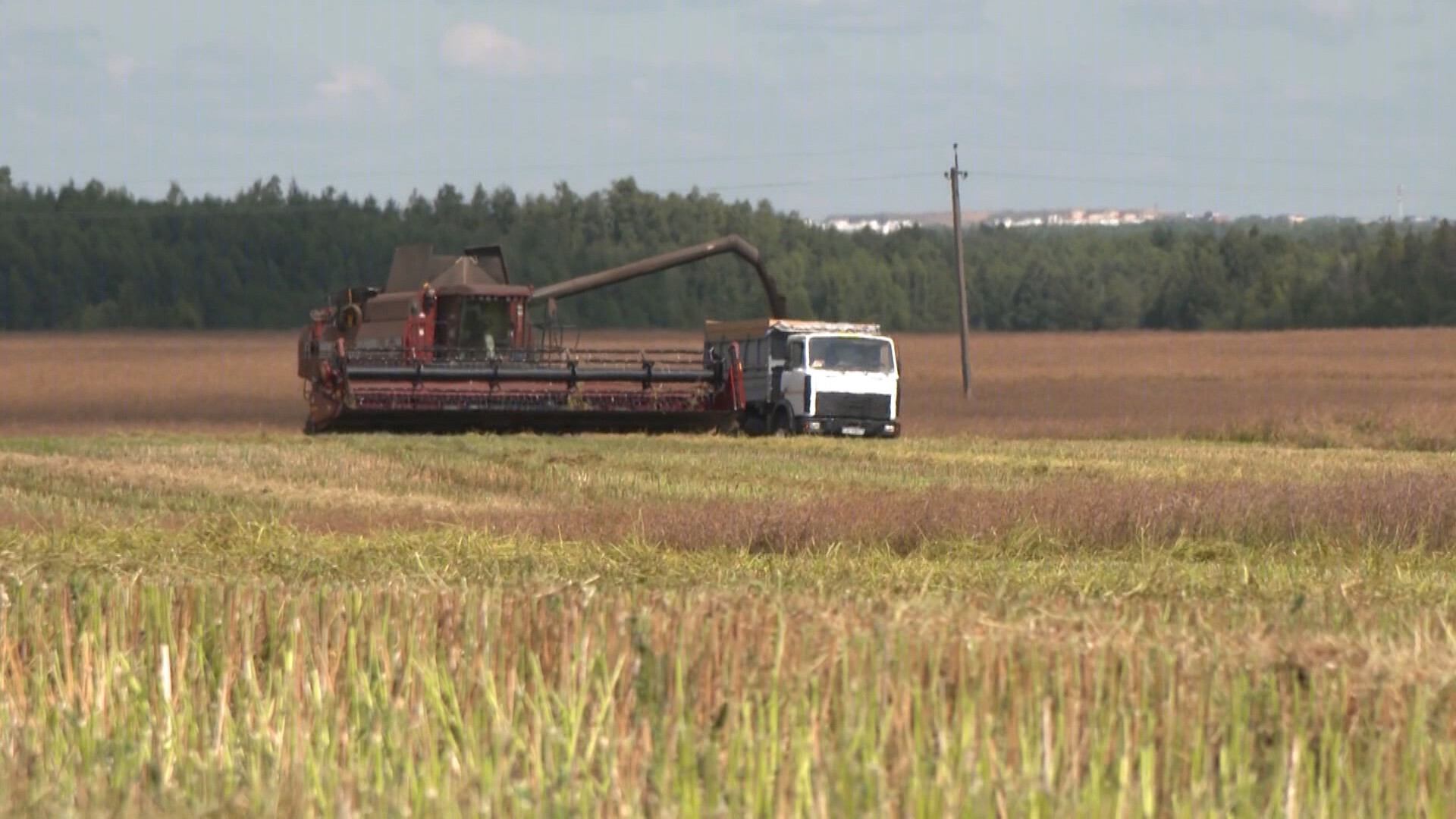 Беларусь увеличила производство рапса в 1,5 раза. В республике началась переработка свежего урожая