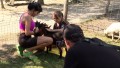 Йога с козами: необычный фитнес-тренд набирает популярность среди белорусов