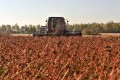 Уборка гречихи в Беларуси: площади под культуру увеличили до 35 тысячи гектаров