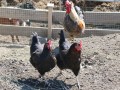 Разведение кур в вольерах освоили в Беларуси