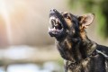 Случаи заболевания людей бешенством участились в Беларуси