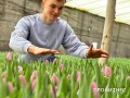 300 тысяч BYN на тюльпаны. Кто ищет деньги для развития бизнеса и почему это непростой процесс
