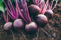 Уборка свеклы в Беларуси из-за жары началась на неделю раньше. Как собирают урожай?
