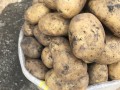Белорусские пограничники помогли школе-интернату убрать картофель с полей