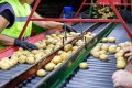Миллионы из картошки, уникальный белорусский декор и автогонки как способ расслабиться: новости бизнеса за 7-13 октября 2024 года