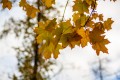 Погода в СНГ: в Кыргызстане дожди сошли на нет, в Беларуси туманно и ветрено