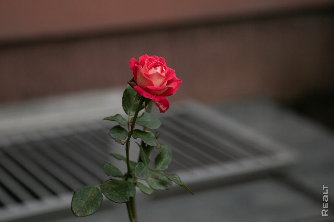 «У нас очень удачное расположение». Как живется в Брилевичах возле метро «Малиновка»