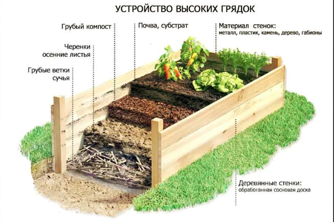Овощи так и попрут: как и из чего лучше сделать высокие грядки. Изучили опыт