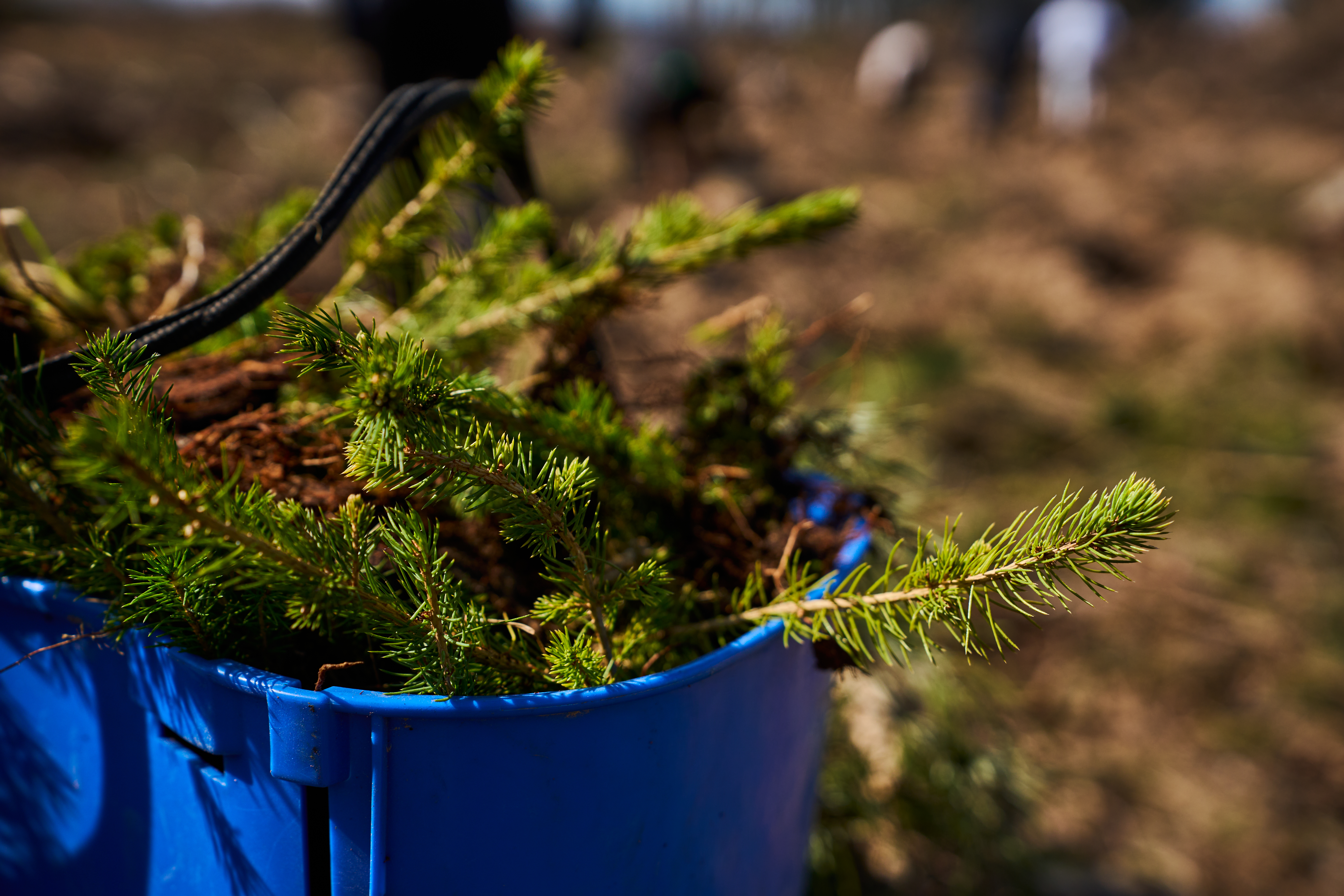 Betera Green Week: восстановление леса в Беларуси и конвертация лайков в деревья. Кейс экологического проекта