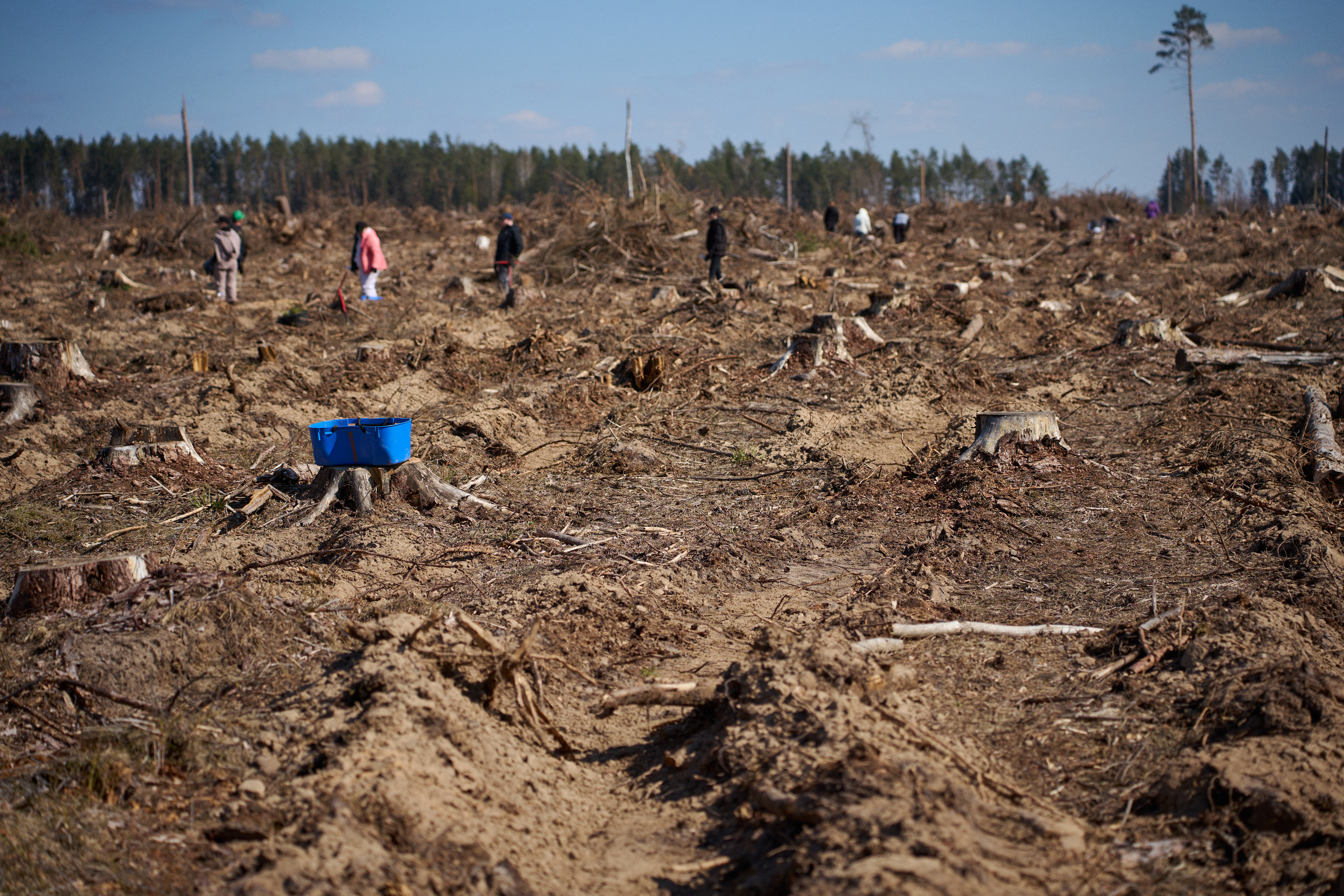 Betera Green Week: восстановление леса в Беларуси и конвертация лайков в деревья. Кейс экологического проекта